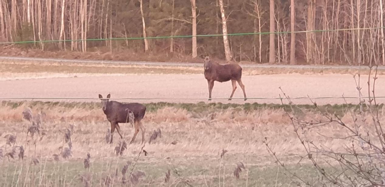 Lidköping Lussebo 9ヴィラ エクステリア 写真